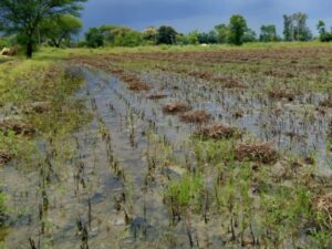 शेतकऱ्यांच्या नुकसानीचे तातडीने पंचनामे करा ; आ.हेमंत ओगले यांच्या तहसीलदारांना सूचना