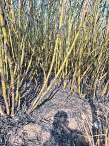 चेंडूफळ येथे शॉर्टसर्किटमुळे लागलेल्या आगीत ऊस जळून खाक;शेतकऱ्यांचे लाखोचे नुकसान