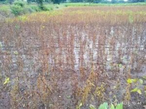 जोरदार पावसाने खरीप पिकांचे नुकसान;सरसकट पीकविमा देण्याची नुकसानग्रस्त शेतकऱ्यांची मागणी