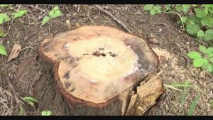 पत्रकाराच्या घरासमोरून चंदनाचे झाड लंपास;गजबजलेल्या वस्तीमध्ये धाडसी चोरी