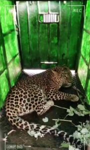 खानापूर परिसरात तीन बिबटे अडकले पिंजऱ्यात;बिबट्यांच्या दहशतीतुन शेतकरी व विद्यार्थ्यांची अखेर सुटका