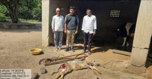 बिबट्याचा कालवडीवर हल्ला;घुमनदेव येथील कांगुणे वस्ती परिसरात बिबट्याचा वावर