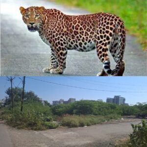 श्रीरामपूर शहराच्या मध्यभागात बिबट्यांचा वावर; खाजगी व सरकारी जागेतील झाडे झुडपे काढण्याची मागणी